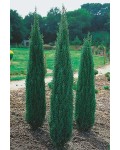 Ялівець звичайний Сентінел | Можжевельник обыкновенный Сентинел | Juniperus communis Sentinel